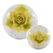 KR Clear Yellow Rose